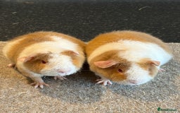 Guinea Pig rodents for sale: Teddy Guinea pigs  - Image 1