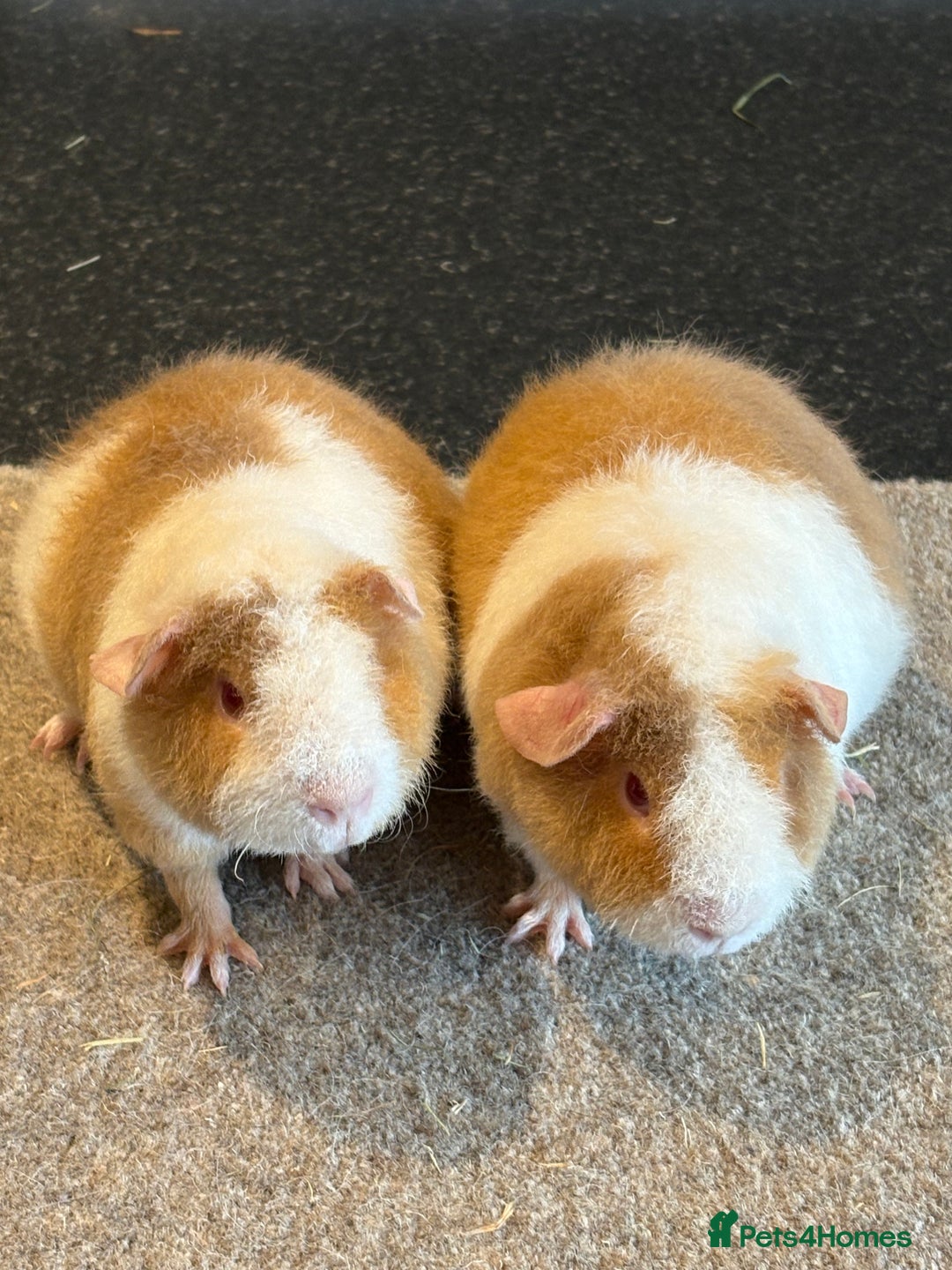 Guinea Pig rodents for sale: Teddy Guinea pigs  - Image 1