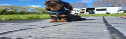 Miniature Dachshund dogs for stud: Miniature Dashchund for stud in Fakenham - Advert 11