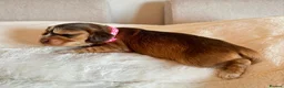 Cocker Spaniel dogs for sale: 🌟 OUTSTANDING KC SHOW COCKER SPANIELS 🌟 - Advert 24