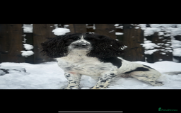 Sprocker dogs for sale: Beautiful working cocker spaniel pups FB1 - Advert 12