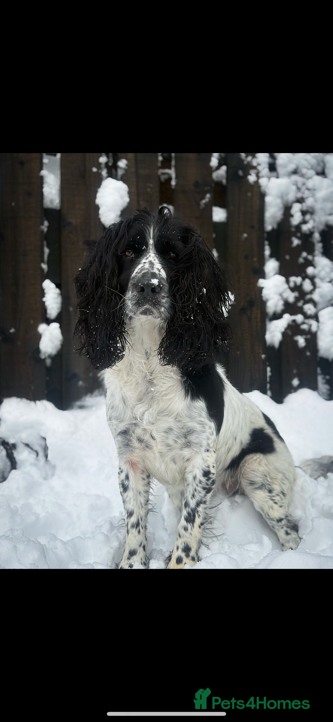 Sprocker dogs for sale: Beautiful working cocker spaniel pups FB1 - Advert 12