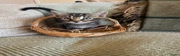 Bengal cats for sale: Exceptional Bengal Heritage Kittens in Llangammarch Wells - Advert 30