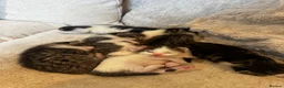 Mixed Breed cats for sale: GORGEOUS TABBY AND WHITE KITTENS - Advert 4