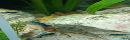 Plecos fish for sale: Guppy's and blue eyed lemons for sale - Advert 2
