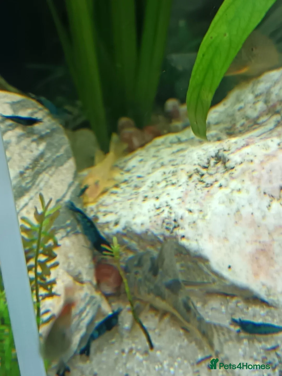 Plecos fish for sale: Guppy's and blue eyed lemons for sale - Advert 2