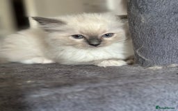 Ragdoll cats for sale: Pure Ragdoll kittens available 🐱🐾 - Image 20