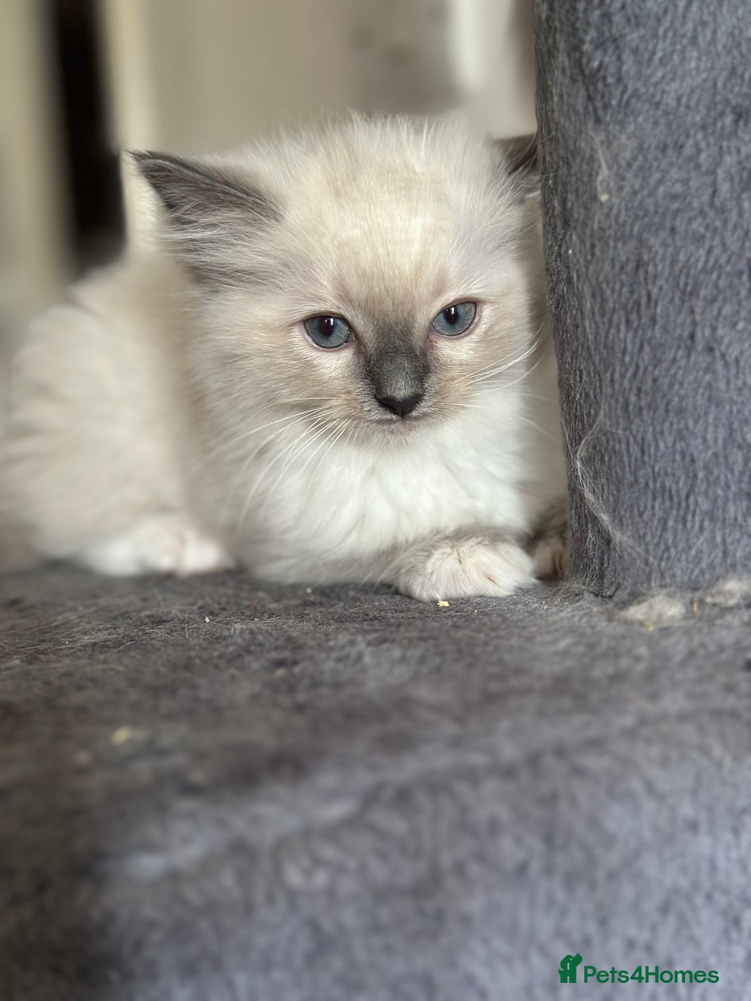 Ragdoll cats for sale: Pure Ragdoll kittens available 🐱🐾 - Image 20