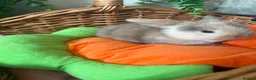 Mini Lop rabbits for sale: Stunning Mini Lop babies  in Hornchurch - Advert 4