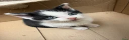 Mixed Breed cats for sale: 4 adorable kittens available to be rehomed - Advert 22