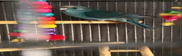 Parakeets birds for sale: Kakarikis ready for homes !  in Stowmarket - Advert 3