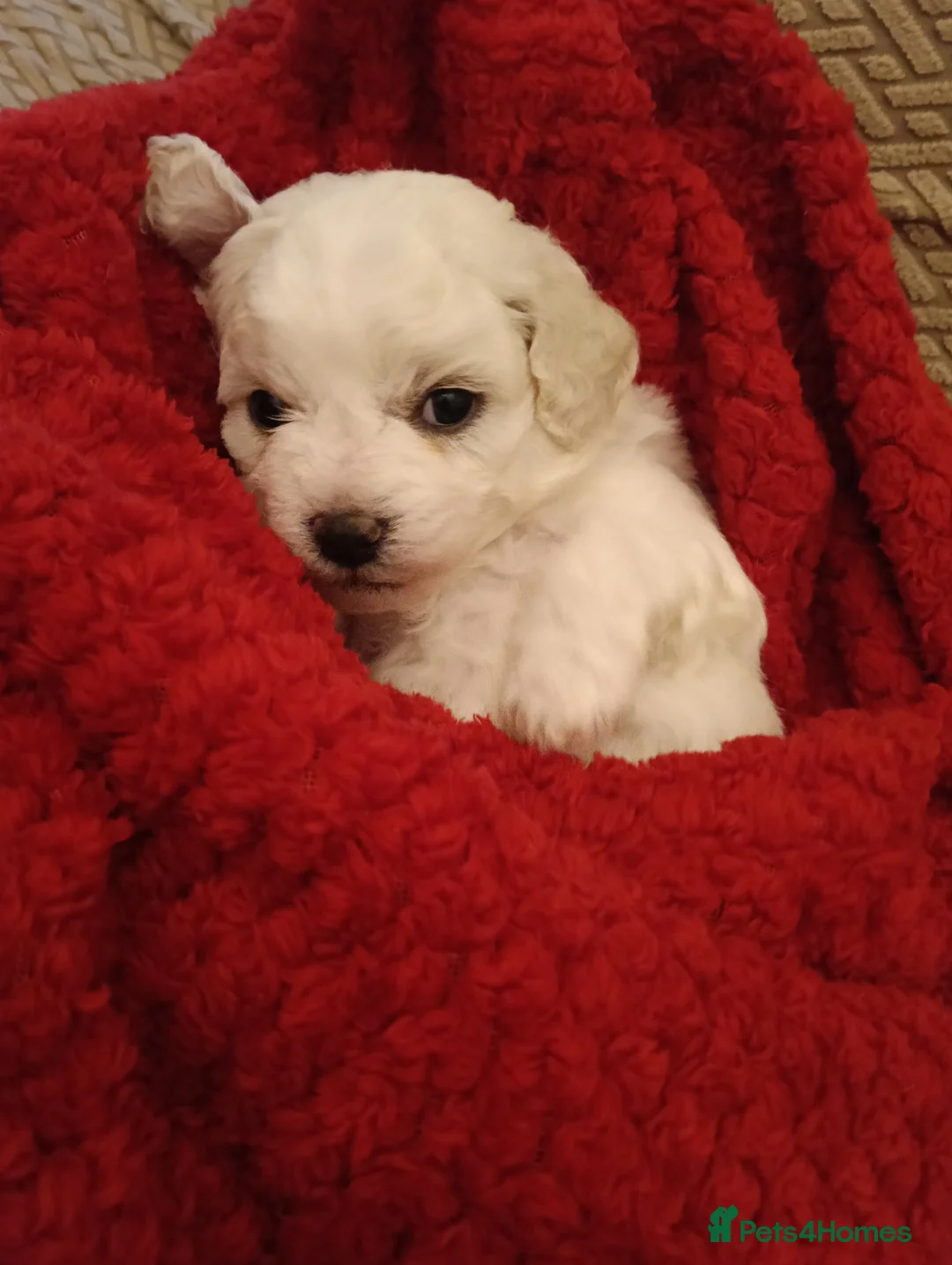 Bichon Frise dogs for sale: Male Bichon Friese  - Advert 1