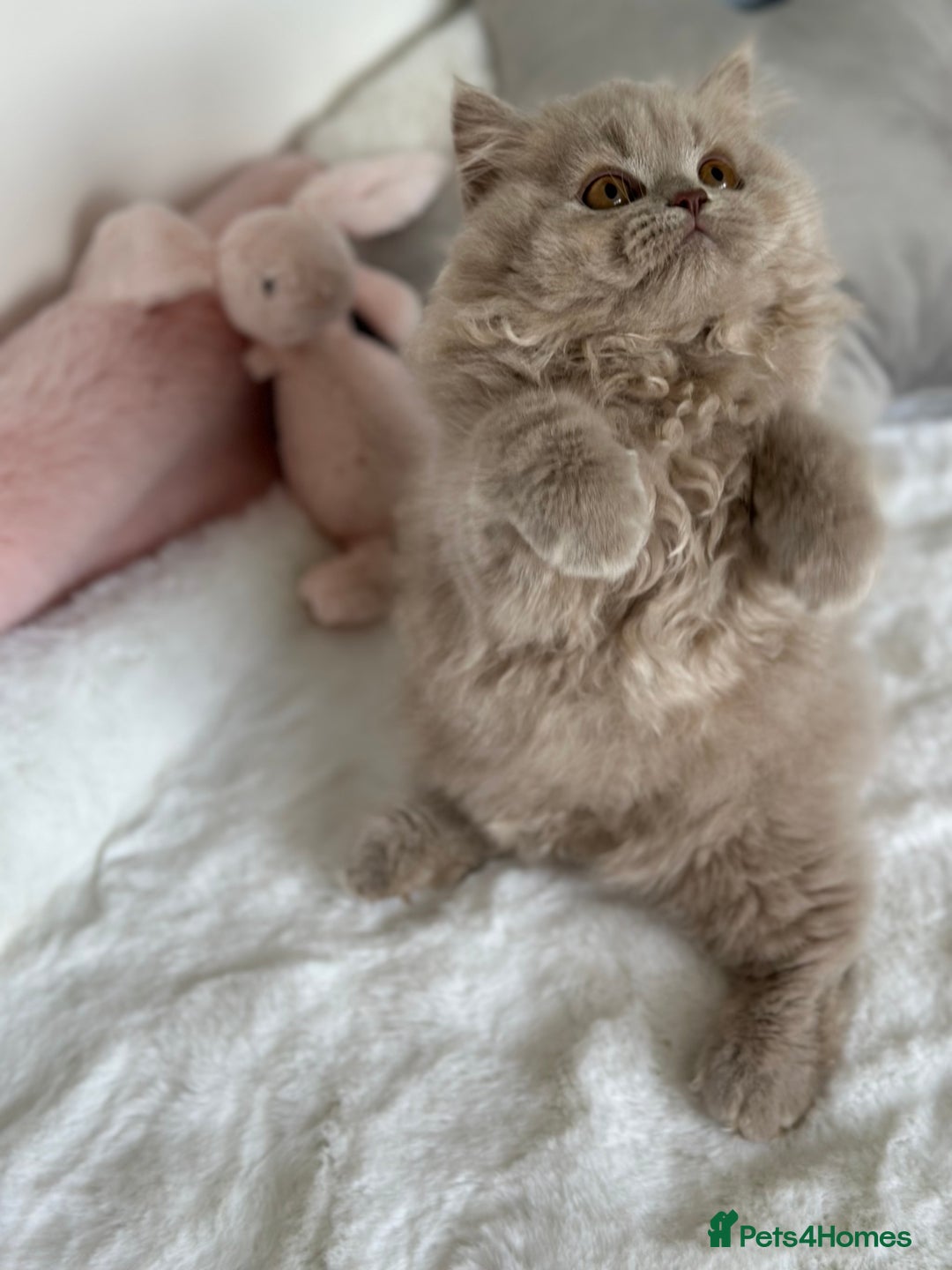British Longhair cats for sale: Ready 🐻British Longhair chunky kittens💎🧸 - Image 9