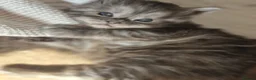 Maine Coon cats for sale: 2 Maine Coone Kittens for sale - Advert 8