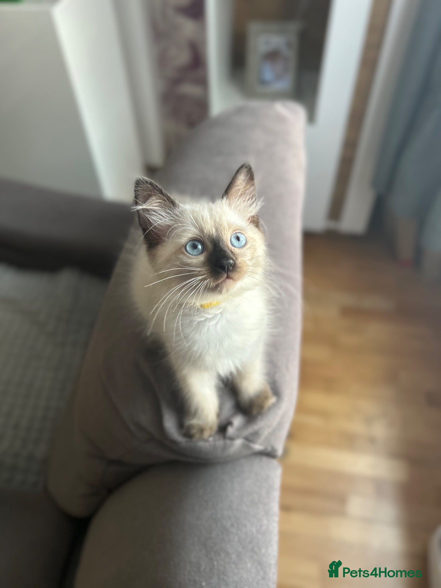 Ragdoll cats 😽 4 Beautiful Ragdoll Kittens 😽 - Advert 14