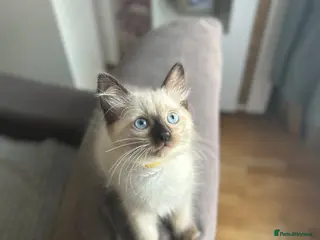 Ragdoll cats 😽 4 Beautiful Ragdoll Kittens 😽 - Advert 14