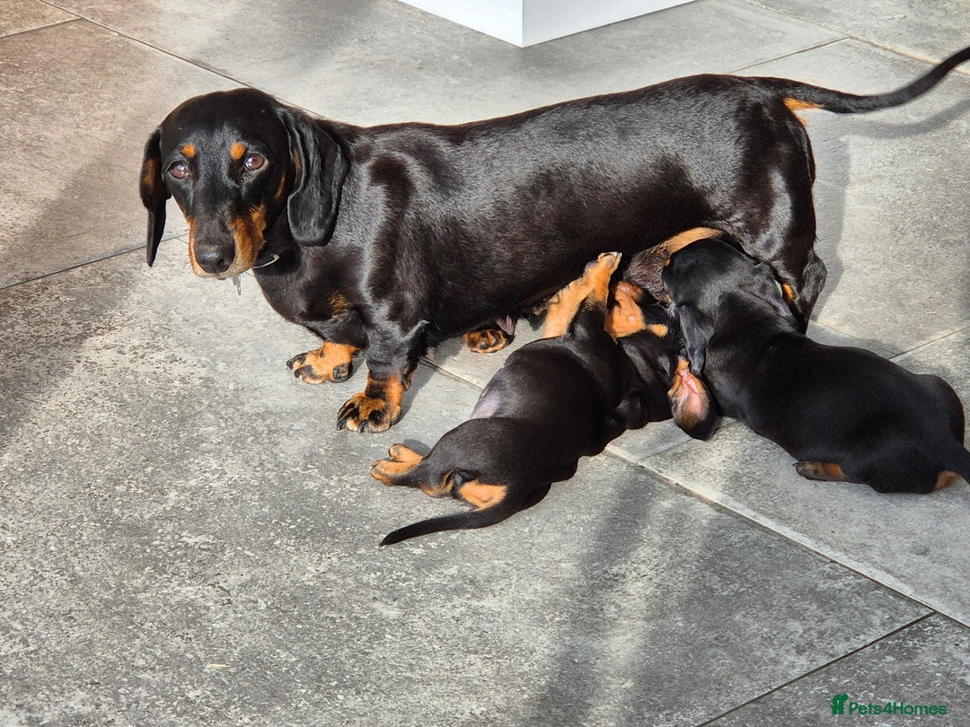 Miniature Dachshund dogs for sale: Miniature dachshunds  - Image 6