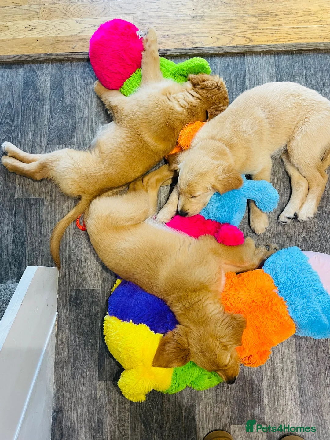 Golden Retriever dogs for sale: Last two available  - Advert 6