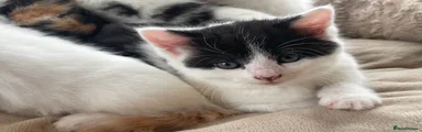 Black and white fluffy kitten