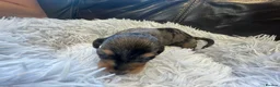 Miniature Dachshund dogs for sale: Beautiful Purebred Miniature Dachshund Puppies 🐾 - Advert 30