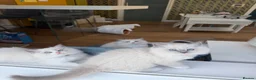 Ragdoll cats for sale: Surreys Finest & Fluffiest TICA Ragdoll Kitten  - Advert 11