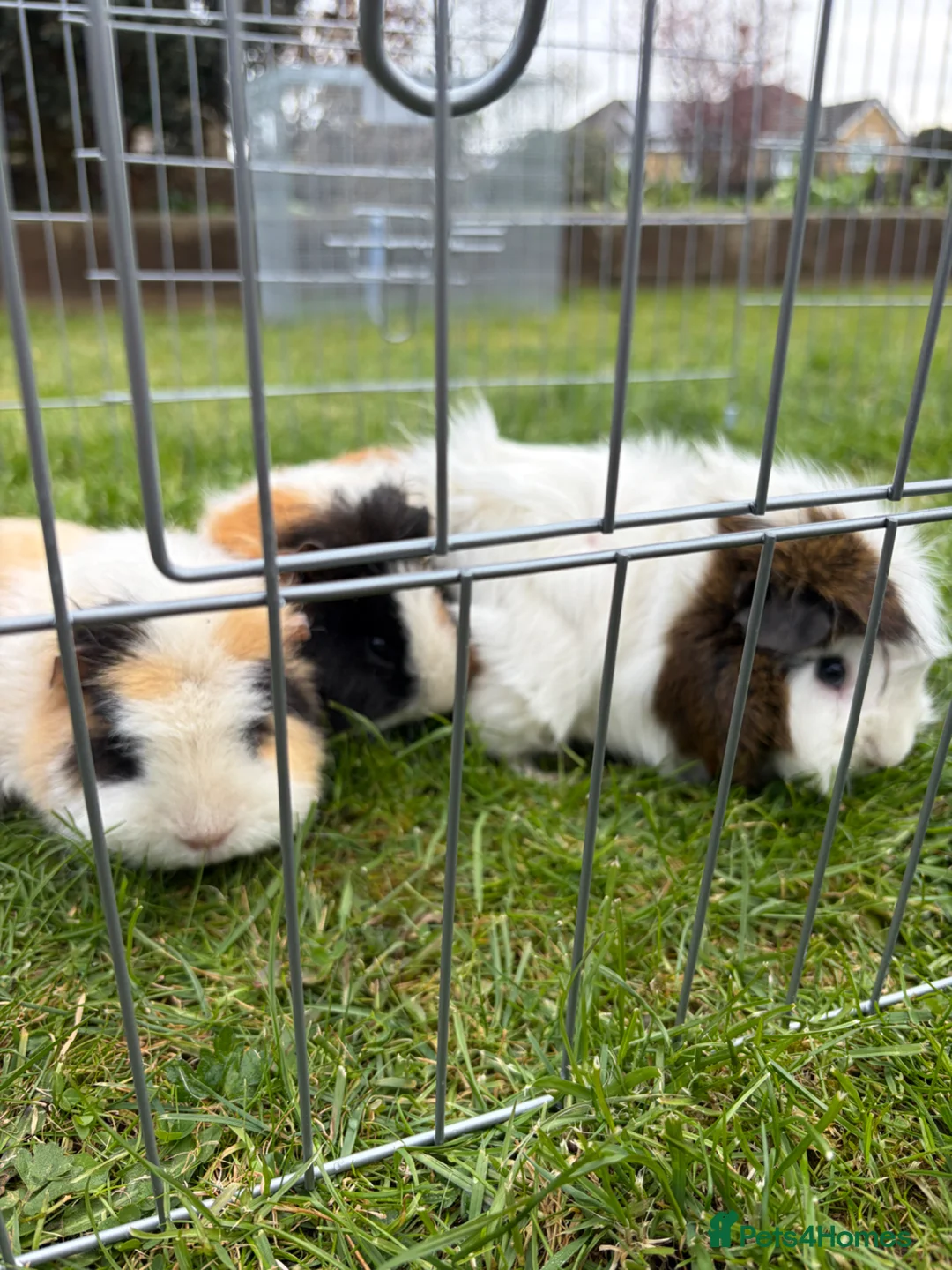 Guinea Pig rodents for sale: Free to good home 3 female Piggies - Advert 1