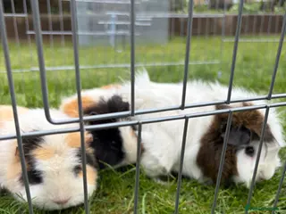 Guinea Pig rodents Free to good home 3 female Piggies - Advert 1