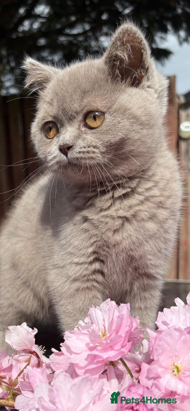 British Shorthair cats British Shorthair Pedigree kittens*READY NOW* - Advert 1