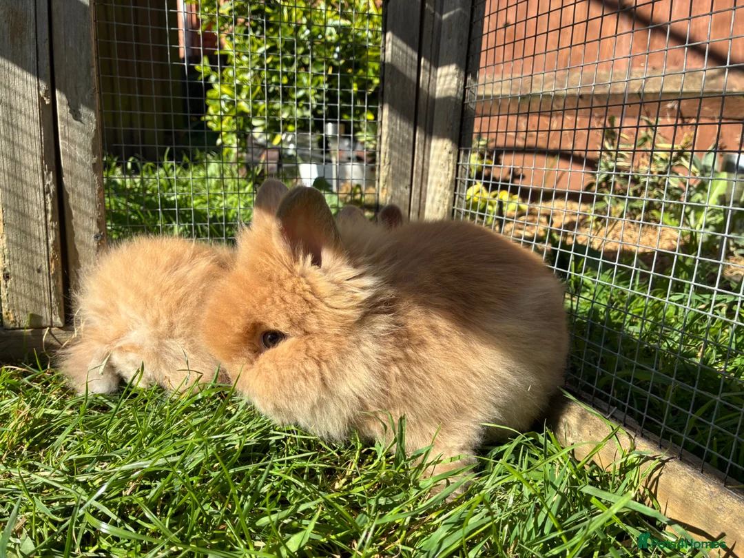 Lionhead rabbits for sale: 2 stunning boy lionhead babies - Advert 1