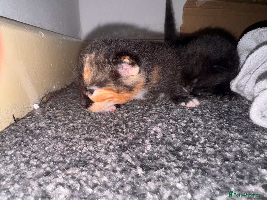 Domestic Shorthair cats for sale: Beautiful tortoiseshell domestic shorthair kitten - Image 2
