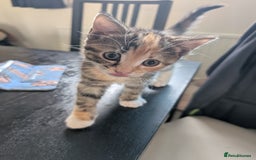 Mixed Breed cats for sale: 4 beautiful kittens for sale  - Image 18