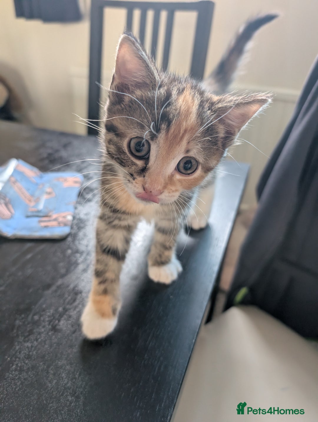 Mixed Breed cats for sale: 4 beautiful kittens for sale  - Image 18