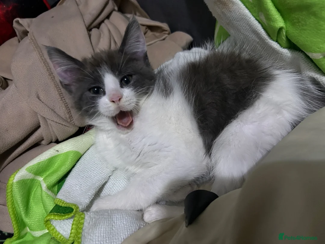 Mixed Breed cats for sale: maine coon kitten  - Advert 8