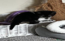 Domestic Shorthair cats for sale: 7 very adorable kittens  - Image 3