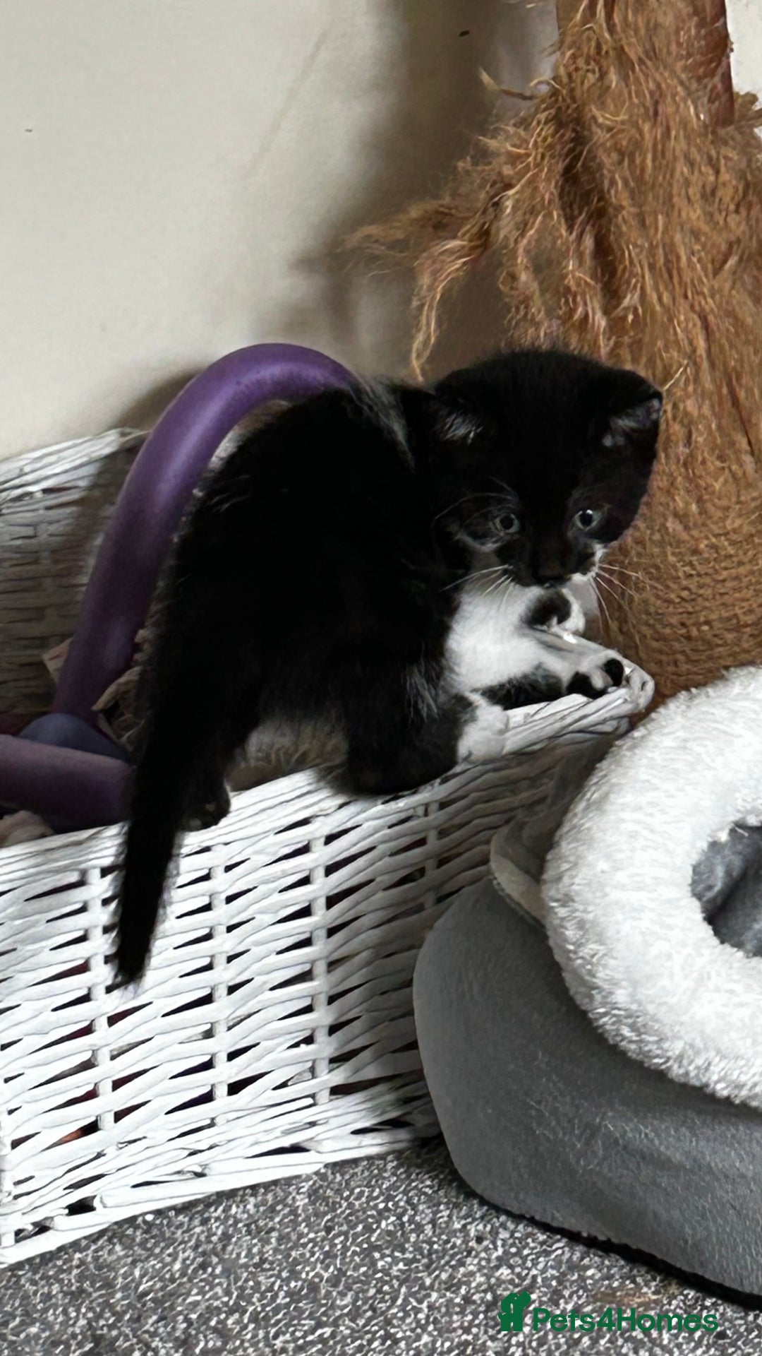 Domestic Shorthair cats for sale: 7 very adorable kittens  - Image 3