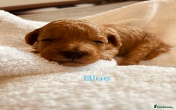 Cockapoo dogs for sale: ⭐️Exceptional litter - Cockapoo F1BB⭐️ - Image 18