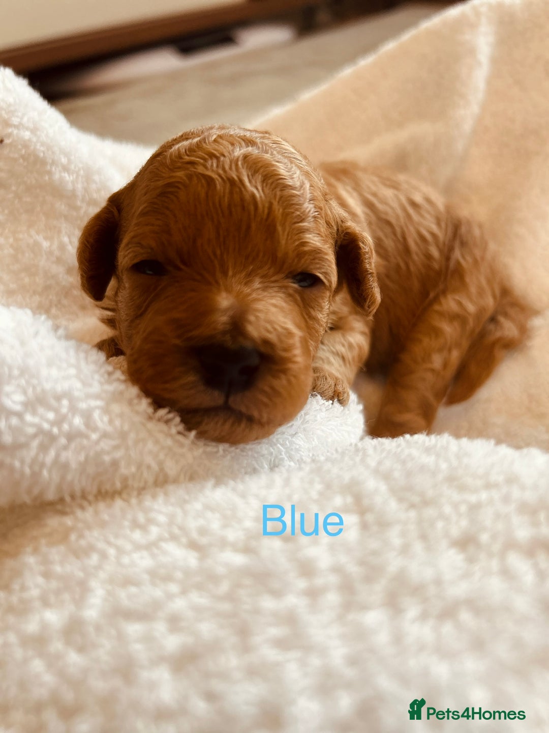 Cockapoo dogs for sale: ⭐️Exceptional litter - Cockapoo F1BB⭐️ - Image 18