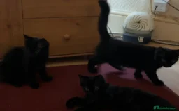 Mixed Breed cats for sale: £30 Three adorable kittens ready immediately  - Image 5