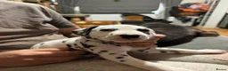 Dalmatian dogs for sale: RKG Dalmatian pups ready this weekend  - Advert 19
