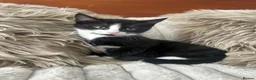Mixed Breed cats for sale: Maincoon/tabby kittens 🐈‍⬛❤️ - Advert 6