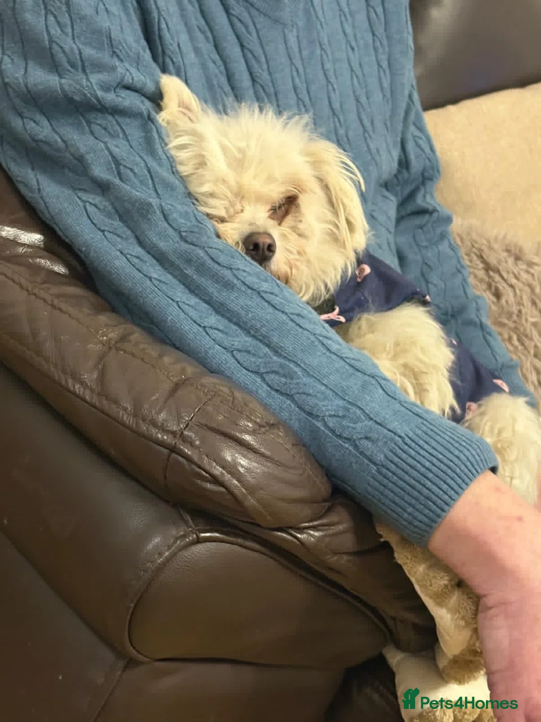 Mixed Breed dogs for adoption: Alvina  in Birmingham - Advert 9