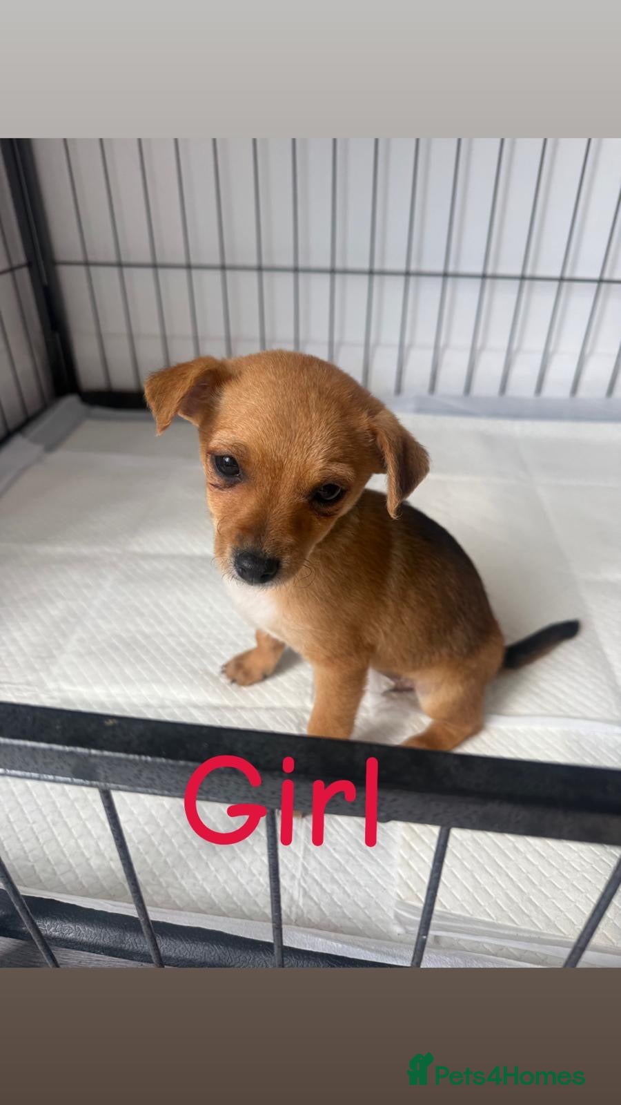 Mixed Breed dogs 1 LEFT Norfolk terrier x Pomeranians READY NOW  - Advert 1
