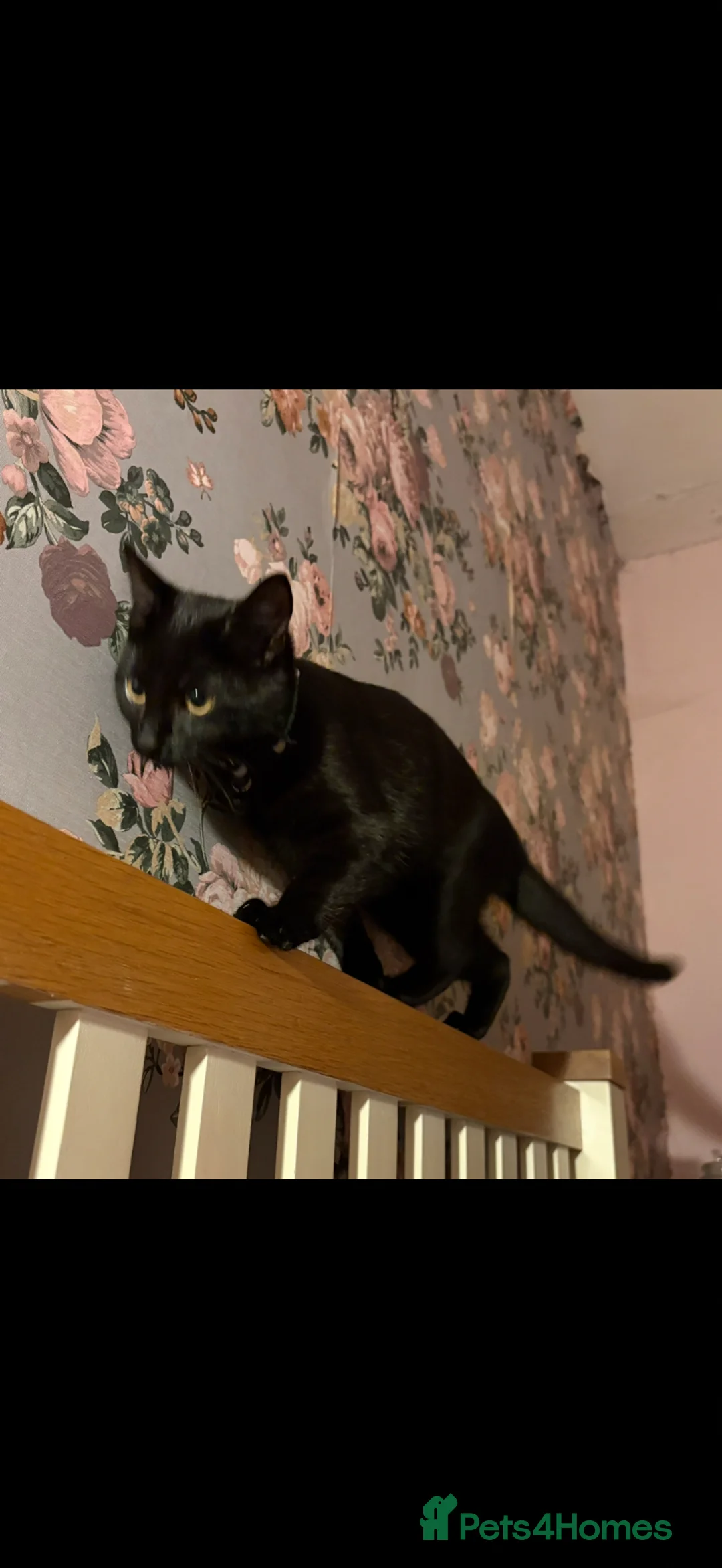Mixed Breed cats for sale: Taylor, female, 1 year  - Advert 1