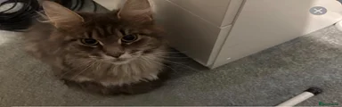 Maine Coon Kitten 2