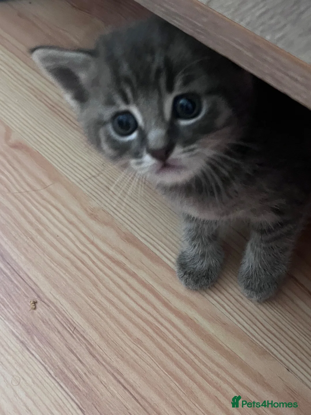 Mixed Breed cats for sale: 5 kittens for rehoming in London - Advert 2