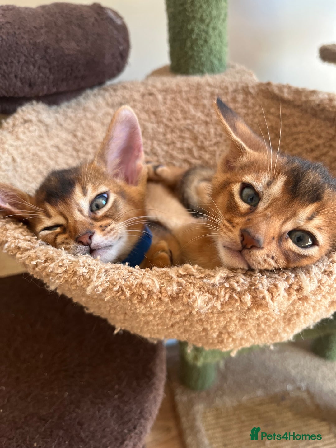 Abyssinian cats for sale: Beautiful Abyssinians kittens - Image 13
