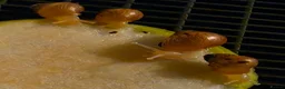Snails invertebrates for sale: Giant african land snails - Advert 3