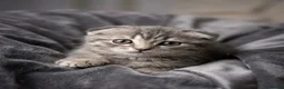 Scottish Fold cats for sale: Scottish fold - Advert 3