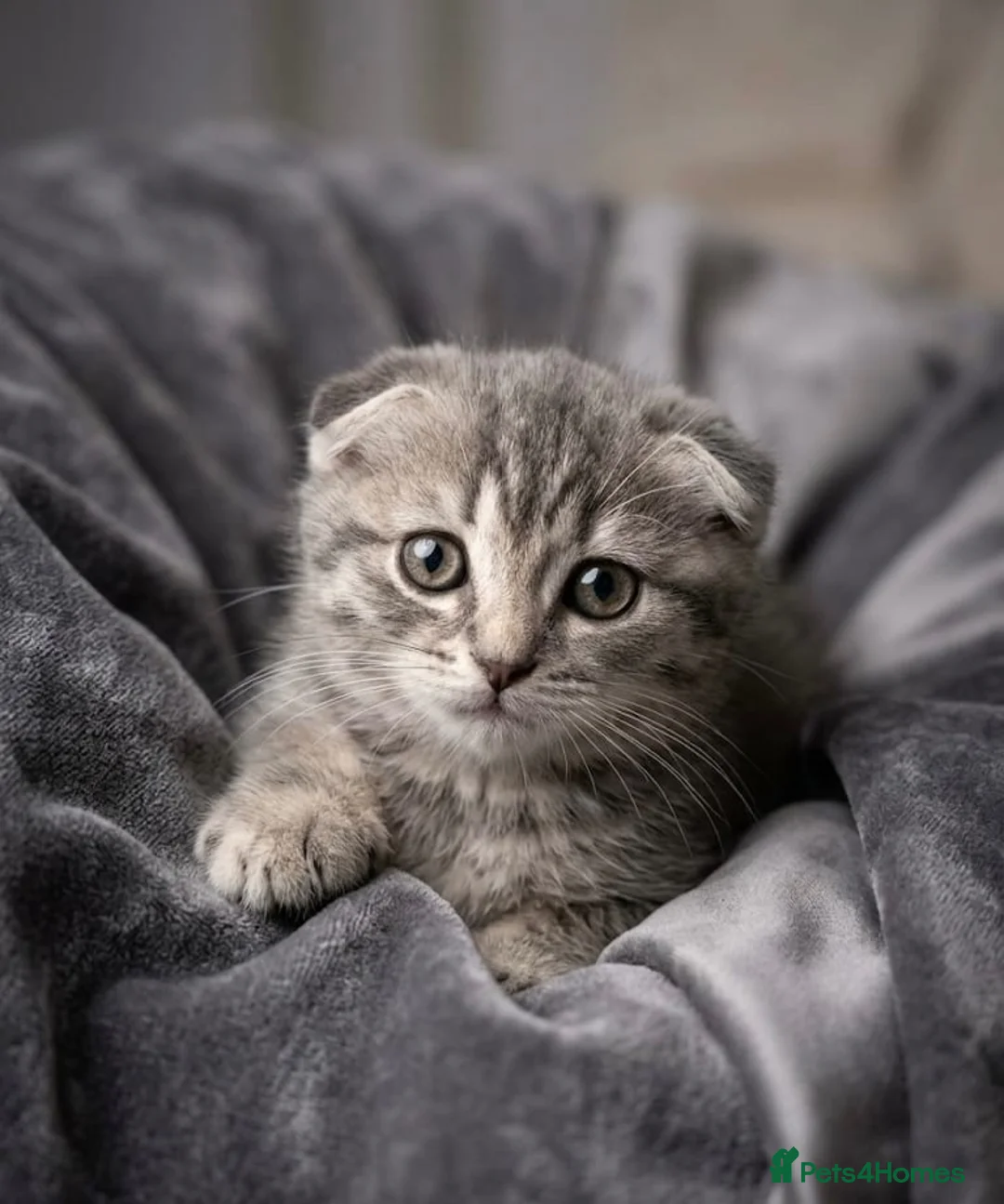 Scottish Fold cats for sale: Scottish fold - Advert 3