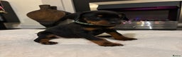 Dobermann dogs for sale: Stunning KC Dobermans champion bloodlines  - Advert 33